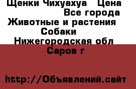 Щенки Чихуахуа › Цена ­ 12000-15000 - Все города Животные и растения » Собаки   . Нижегородская обл.,Саров г.